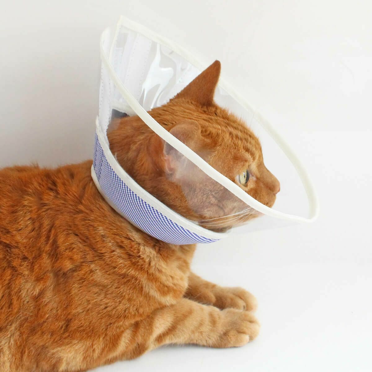 セミオーダーエリザベスカラー。フェザーカラー【透明・ソフト】