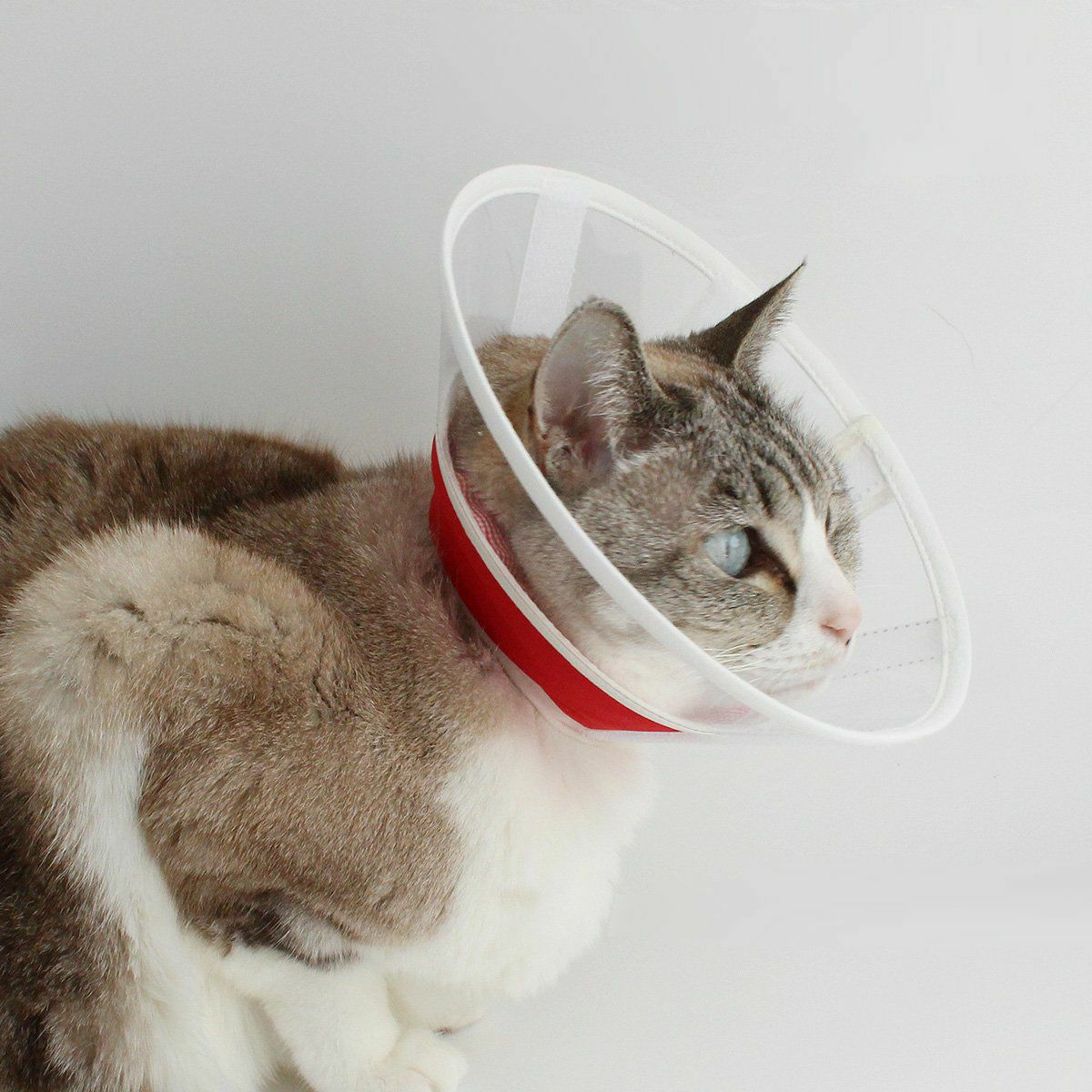 セミオーダーエリザベスカラー。フェザーカラー【透明・ハード】