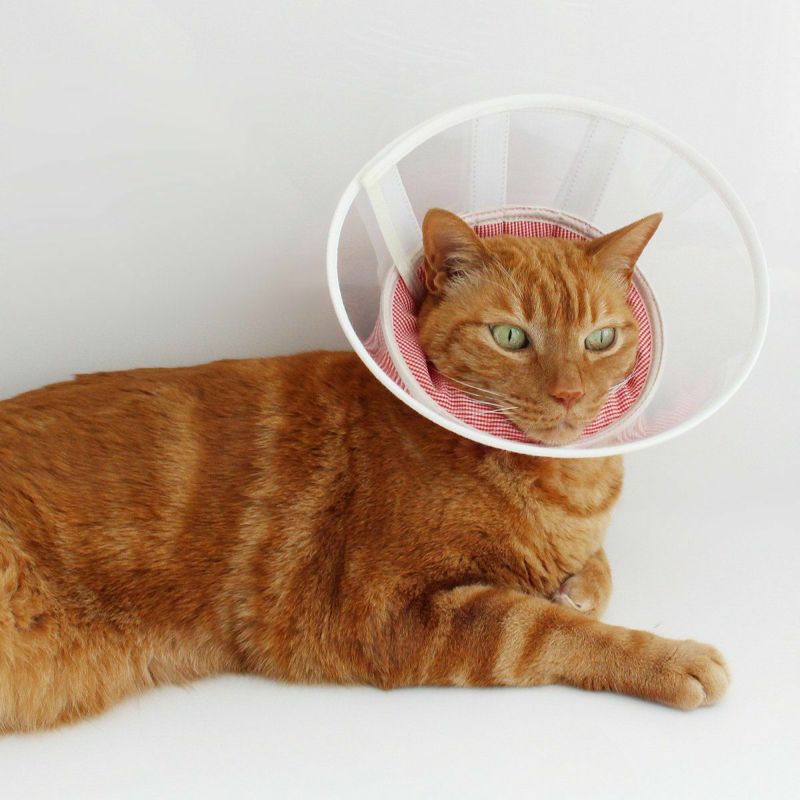 セミオーダーエリザベスカラー。フェザーカラー【透明・ハード】