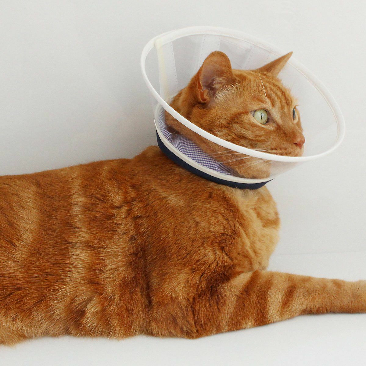 セミオーダーエリザベスカラー。フェザーカラー【透明・ハード】