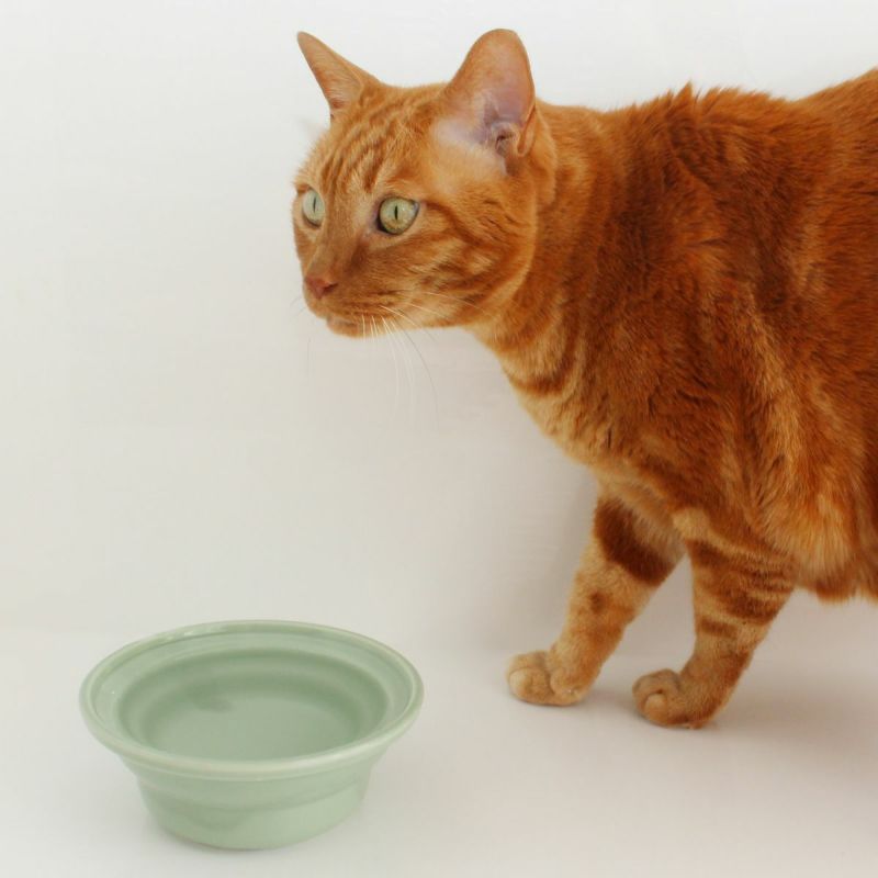猫の水飲み用食器ヘルスウォーターシリーズ水が飲みやすいにゃんマグ使用イメージ