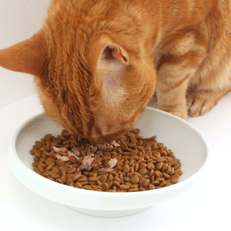 猫が食べやすい斜めの傾斜、磁器製のフードボウル。重さがあるからひっくり返らない。
