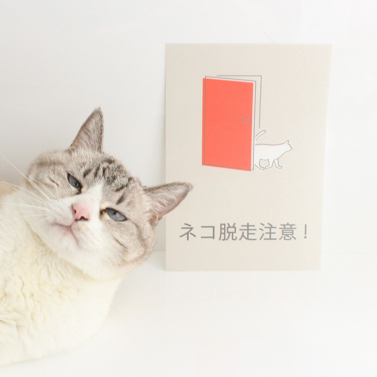 玄関に繰り返し貼ってはがせる特殊素材で便利。飛び出し防止ステッカードアネコいますLARGE