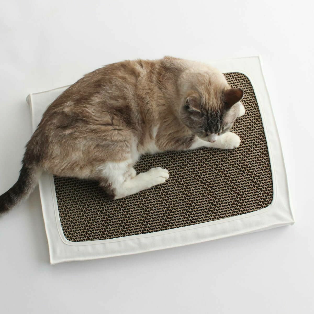 名入れ可能な子猫から高齢猫までずっと長く使える、床置きタイプの布製爪とぎケース