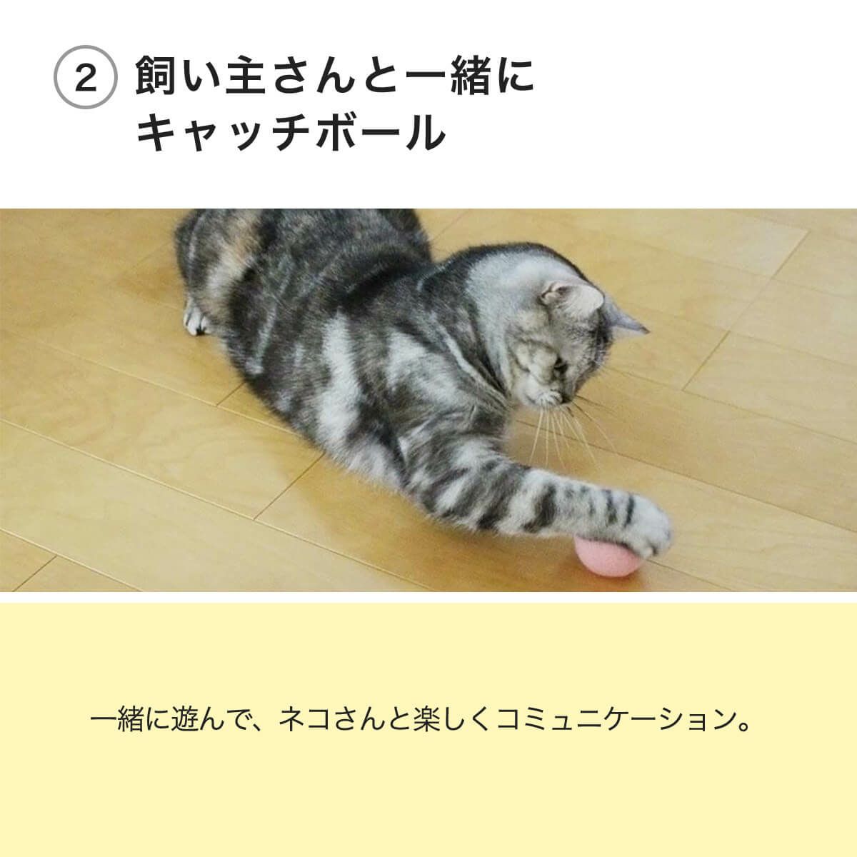 ねこずきころころLARGEは飼い主さんと一緒にキャッチボール