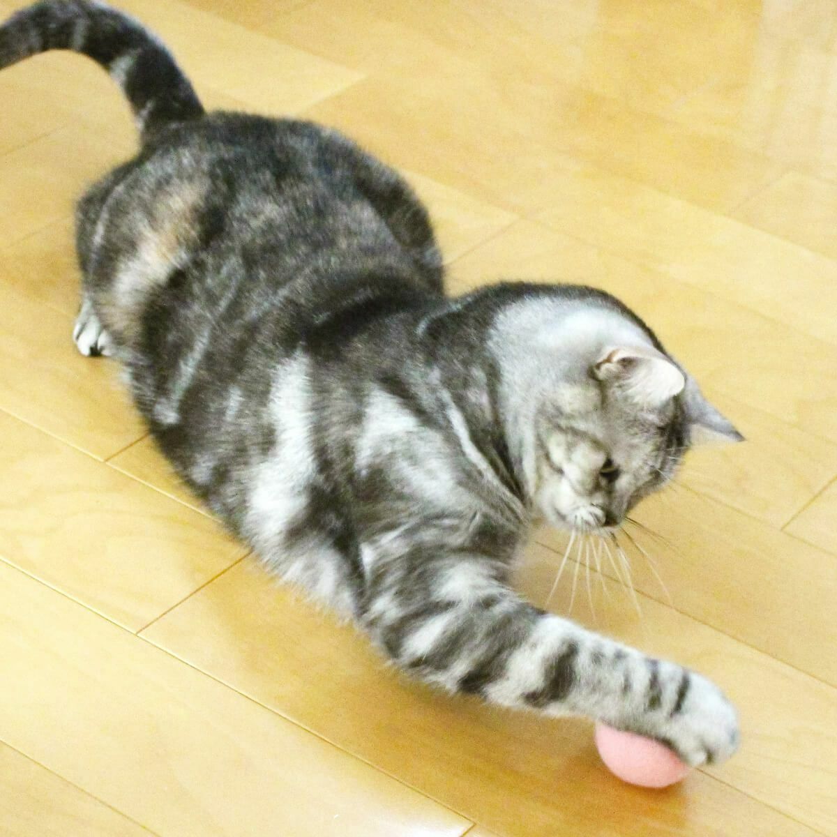 猫さんへのギフトに。猫用おもちゃねこずきころころLARGE