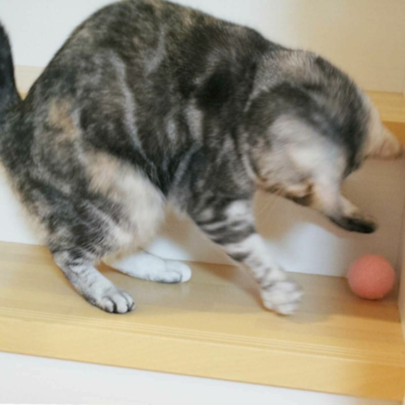 猫さんへのギフトに。猫用おもちゃねこずきころころLARGE