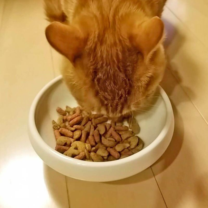 猫が食べやすい斜めの傾斜、磁器製のフードボウル。重さがあるからひっくり返らない。