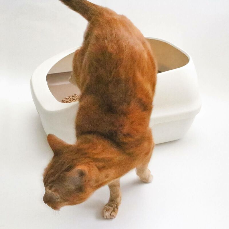 デオトイレ すのこ式 猫 トイレセット シート 消臭サンド 猫砂