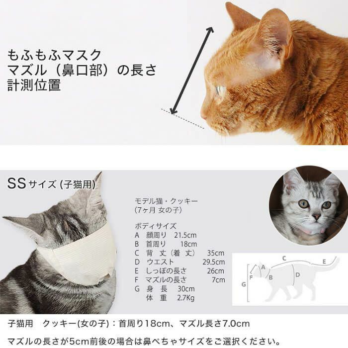 猫のマズルの長さ、サイズの測り方