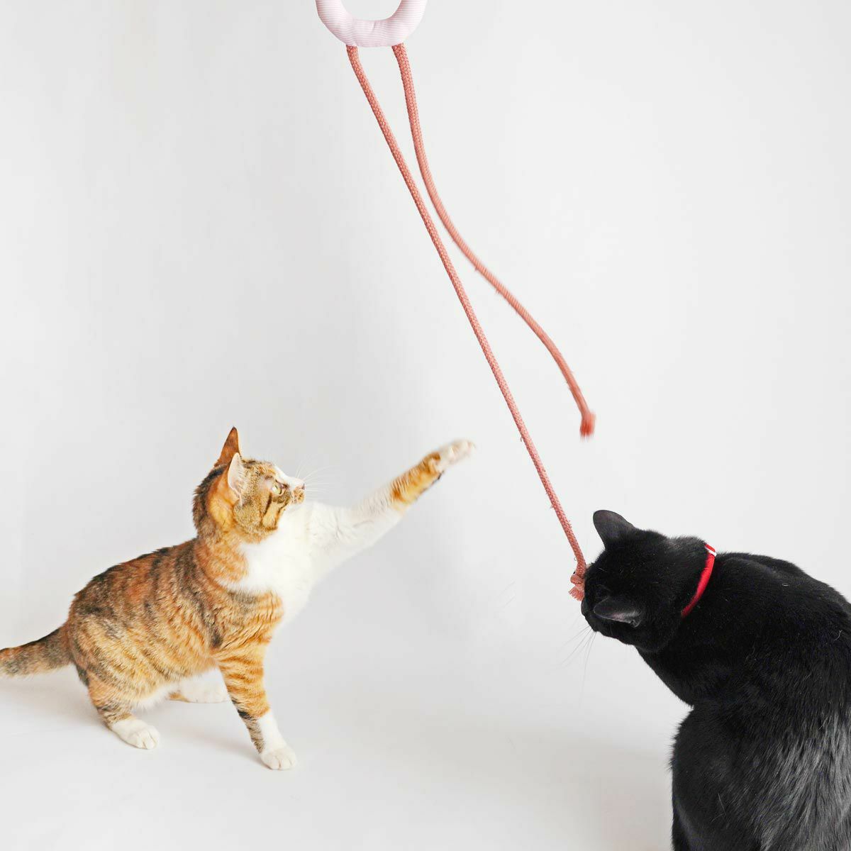 紐遊びが好きなネコさんへ。猫用おもちゃくらげじゃらし