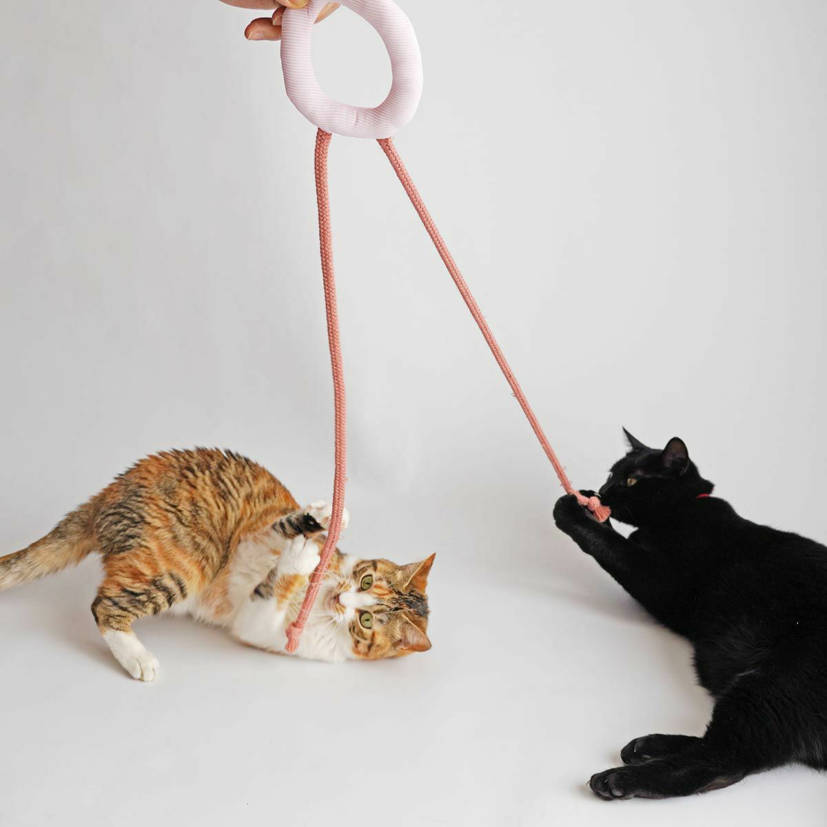 紐遊びが好きなネコさんへ。猫用おもちゃくらげじゃらし