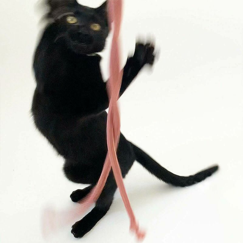 紐遊びが好きなネコさんへ。猫用おもちゃくらげじゃらし