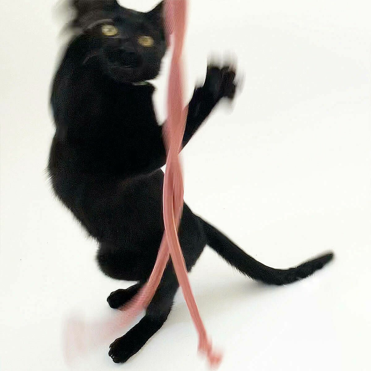 紐遊びが好きなネコさんへ。猫用おもちゃくらげじゃらし