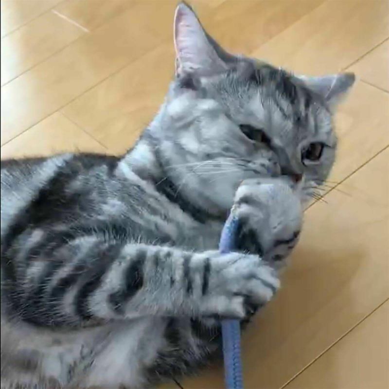 紐遊びが好きなネコさんへ。猫用おもちゃくらげじゃらし