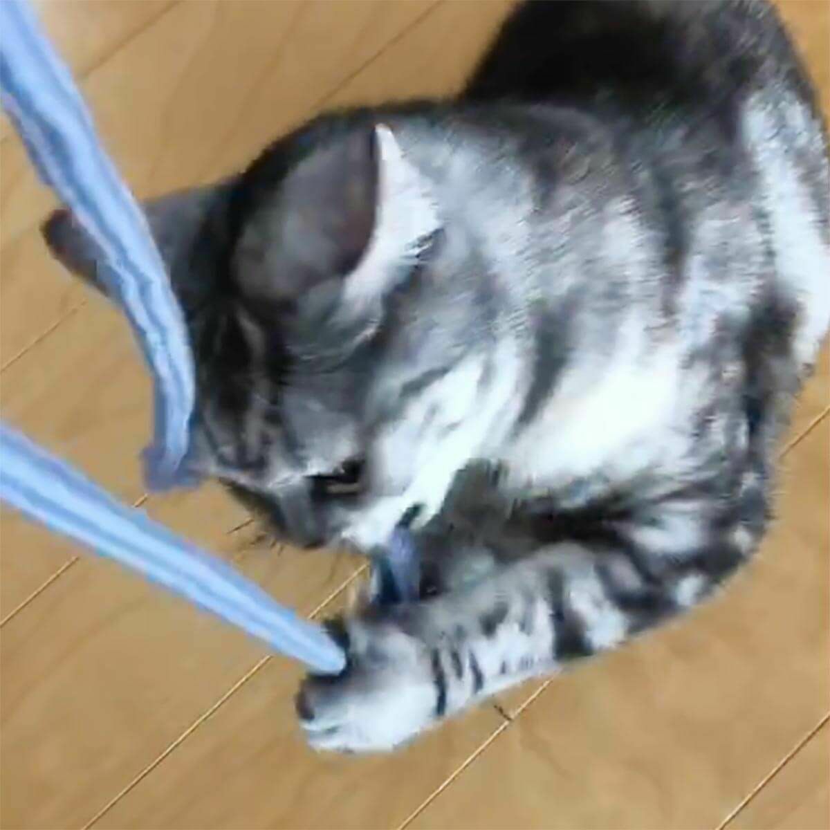 紐遊びが好きなネコさんへ。猫用おもちゃくらげじゃらし