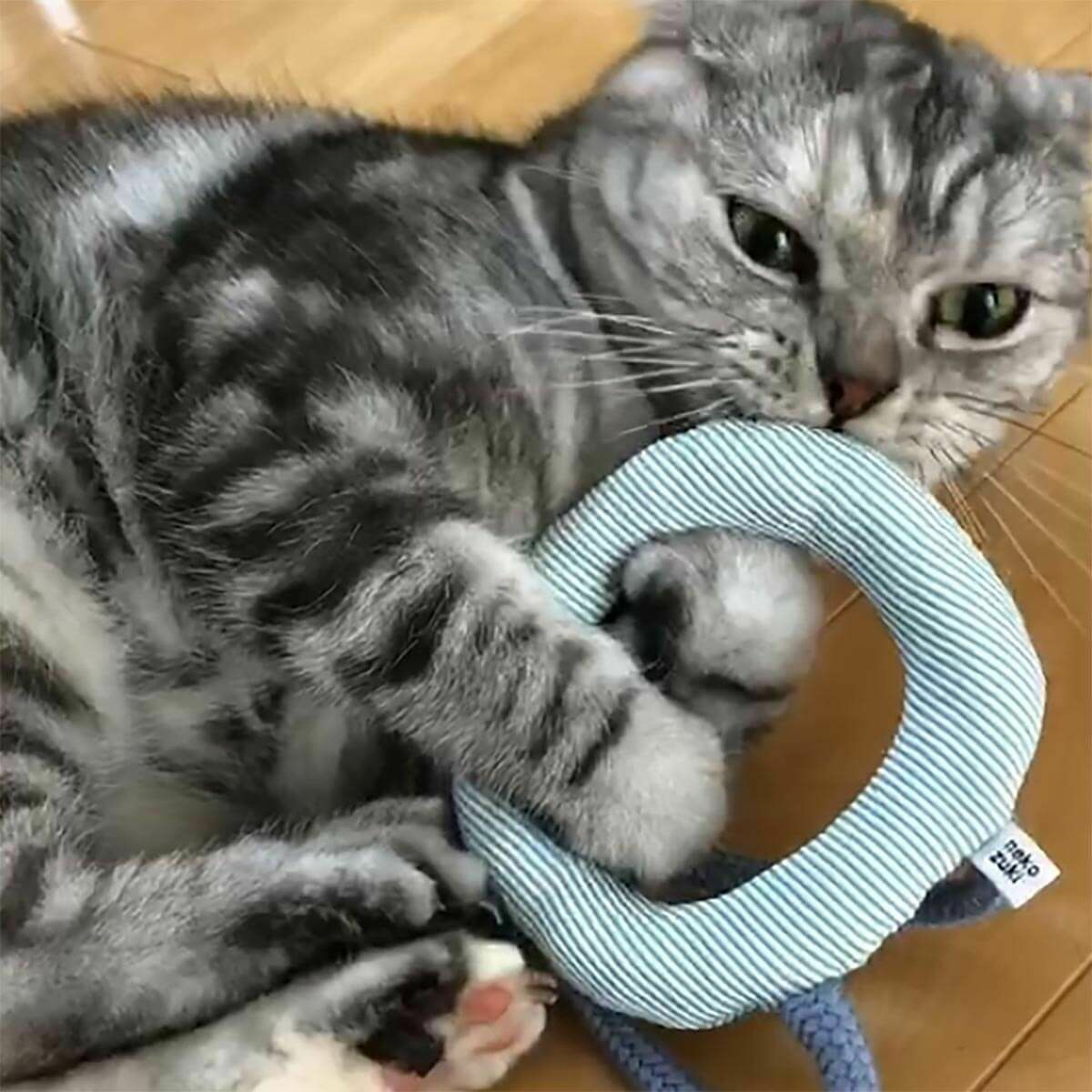 テレビで紹介】猫の安全を考慮したおもちゃ、くらげじゃらしで運動不足解消