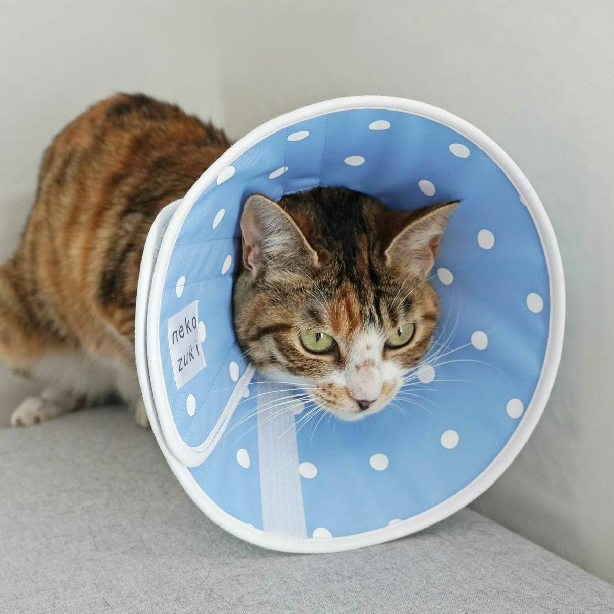 セミオーダーエリザベスカラー。フェザーカラー【布・全面しん】