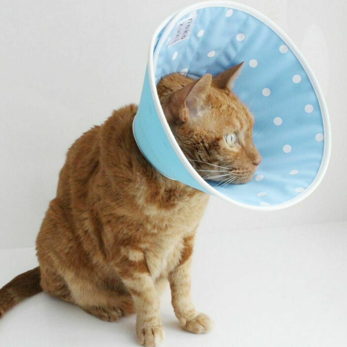 セミオーダーエリザベスカラー。フェザーカラー【布・全面しん】