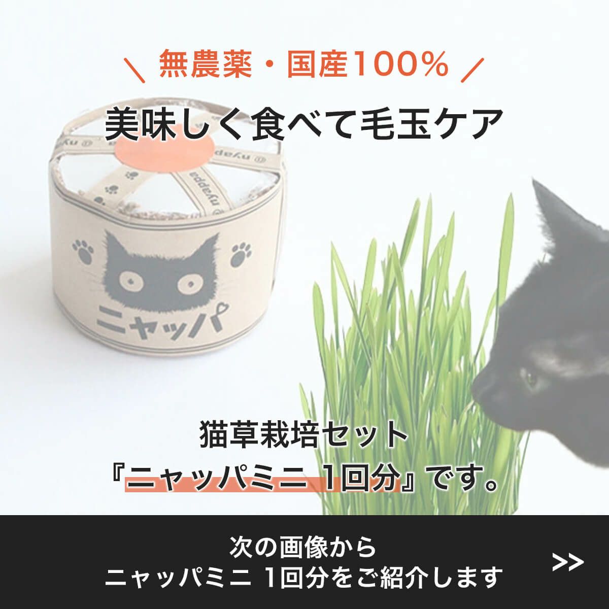 無農薬の北海道産100％。猫草ニャッパ1回分
