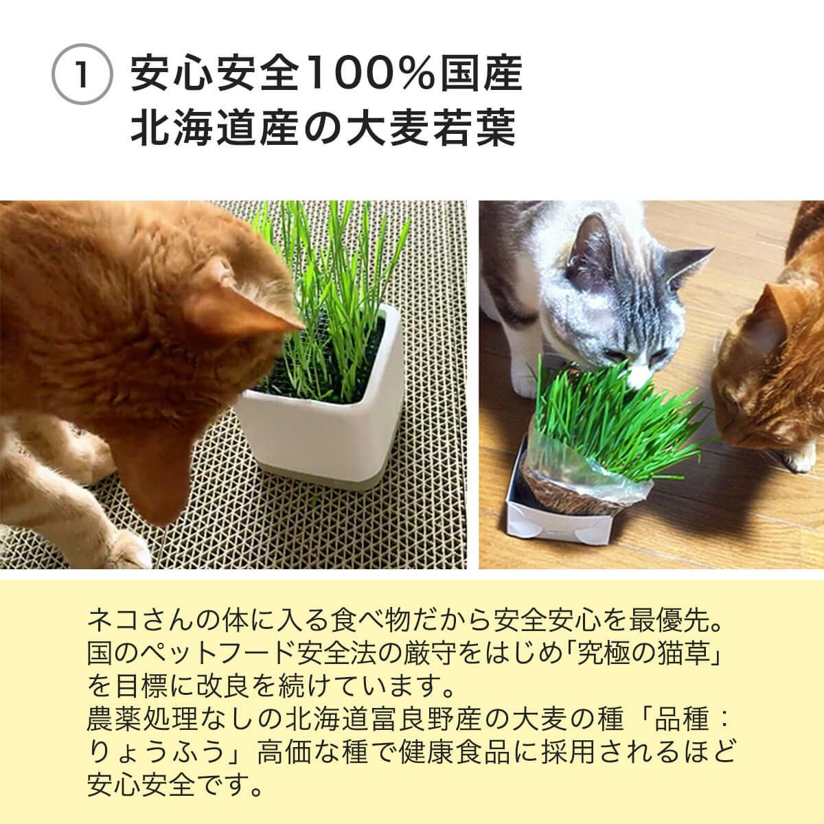 猫草ニャッパ1回分は安心安全100％国産北海道産の大麦若葉