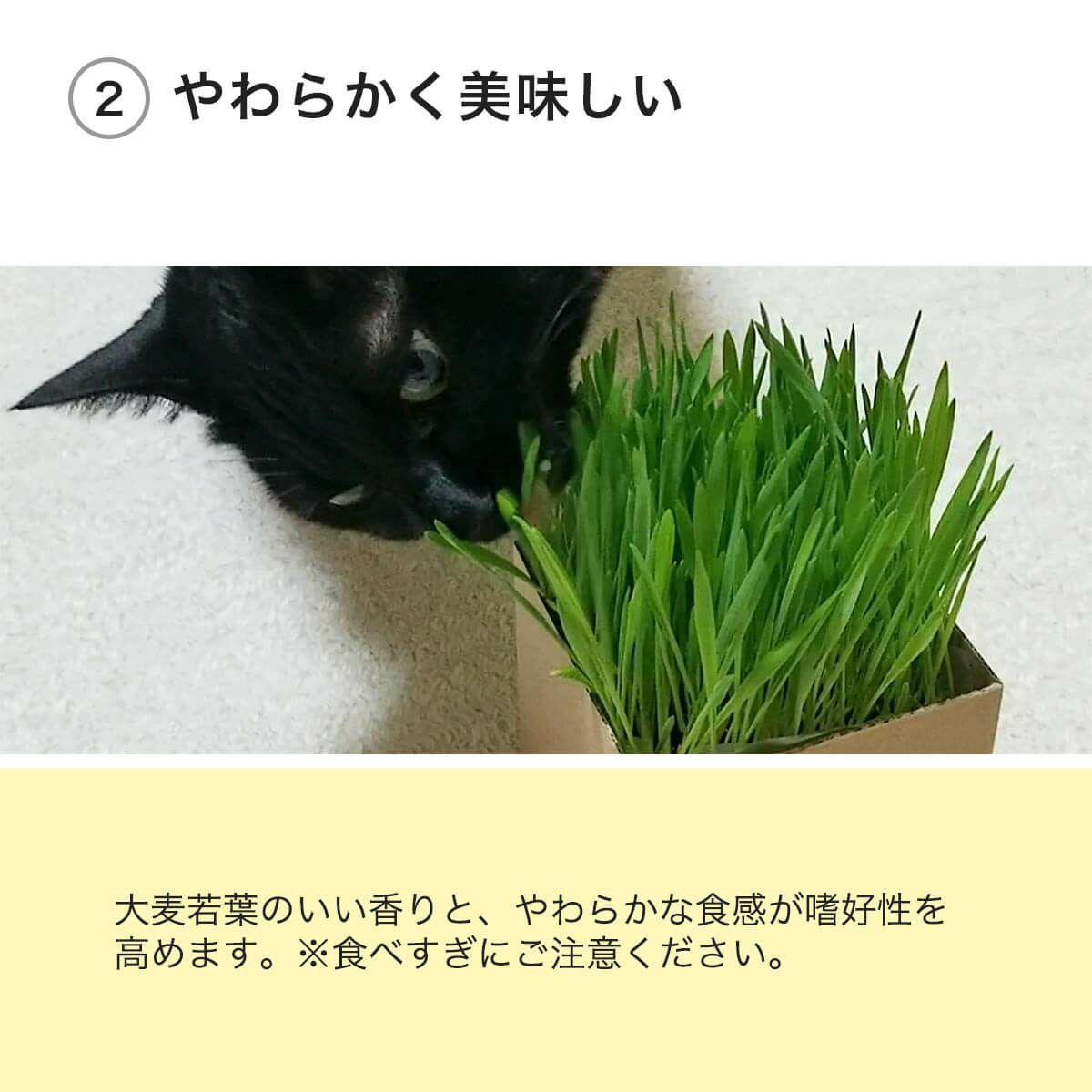 猫草ニャッパ1回分はやわらかく美味しい