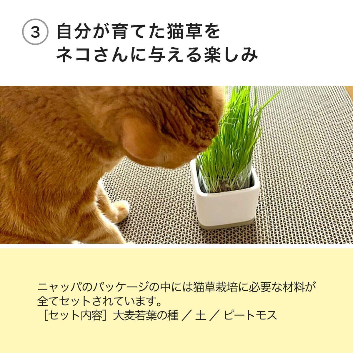猫草ニャッパ1回分は自分が育てた猫草をネコさんに与える楽しみ