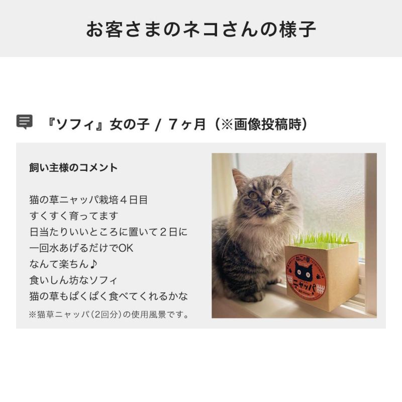 お客さまのネコさんの様子