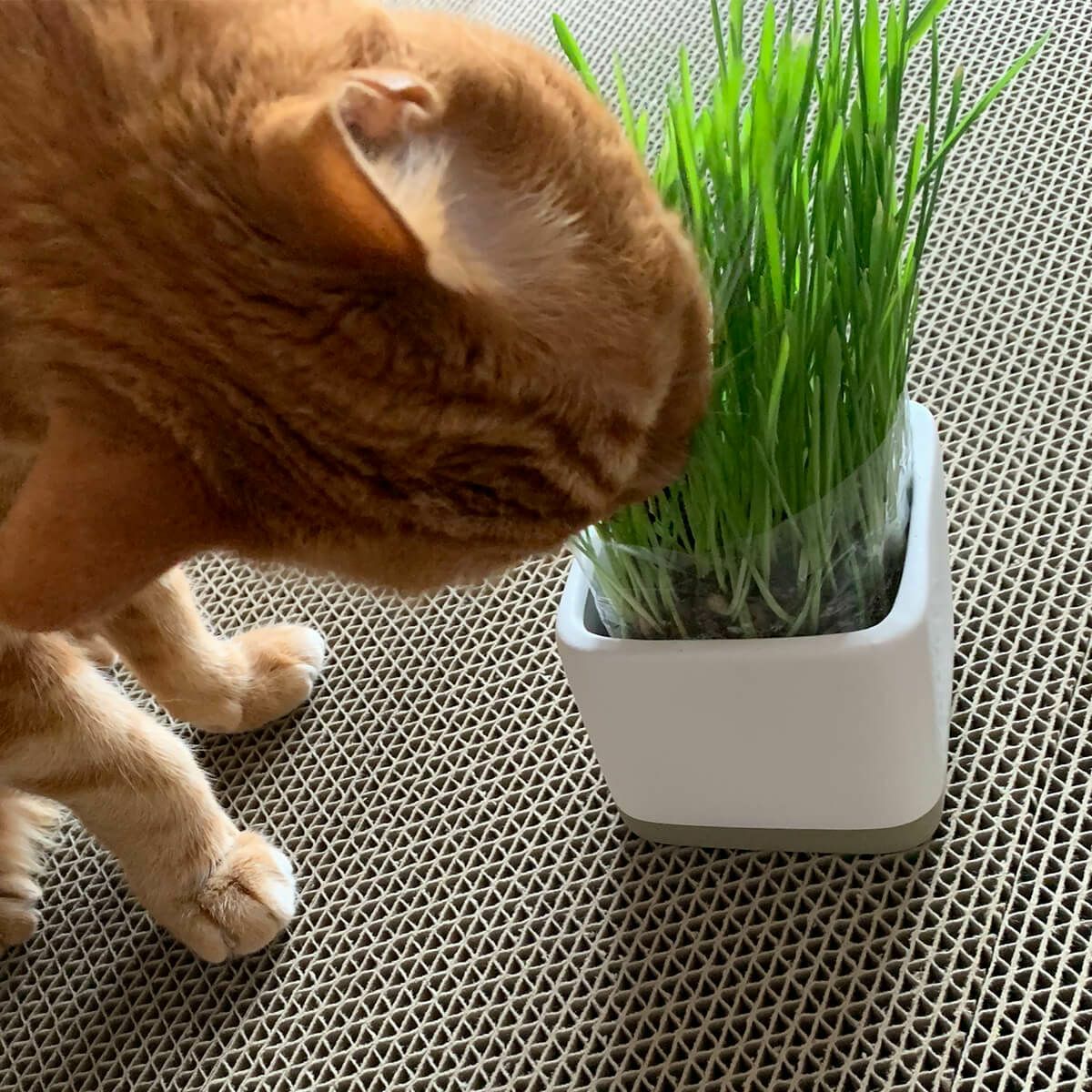 無農薬の北海道産100％。猫草ニャッパ1回分