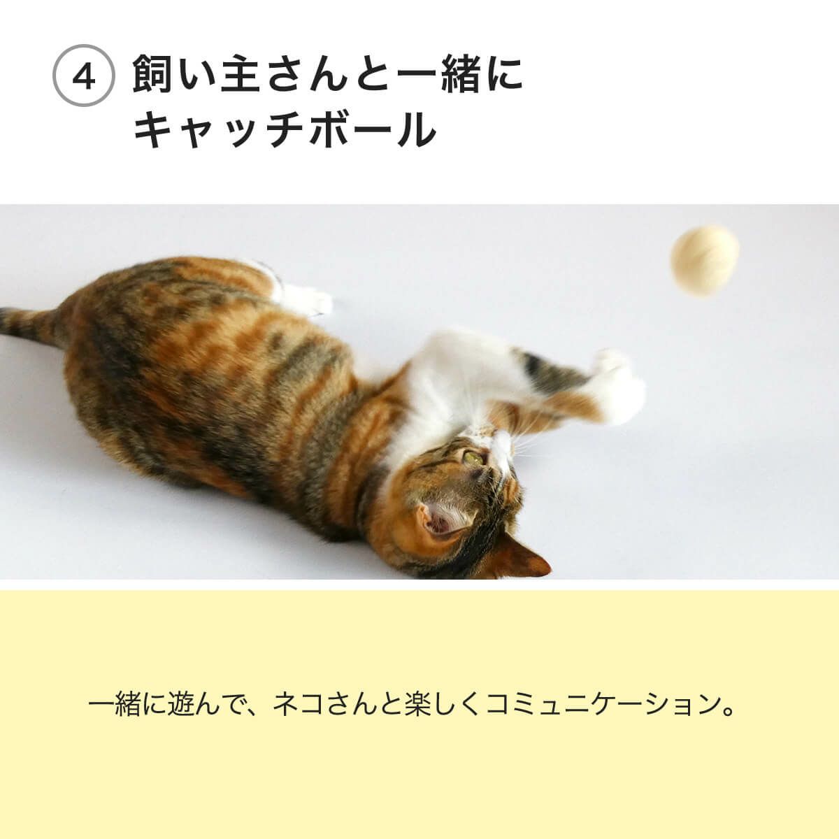 ねこずきころころファブリックLARGEは飼い主さんと一緒にキャッチボール