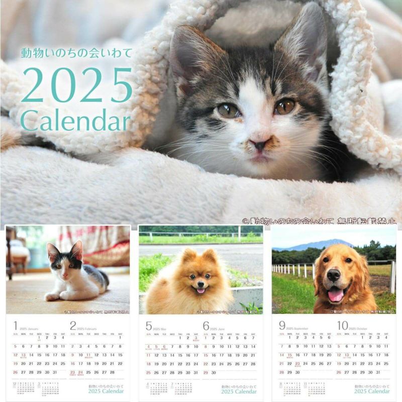 うちのこ肖像画　売り上げの一部を地元の犬猫保護団体に寄付させて頂きます 発売即重版】保護猫がテーマの書籍『猫にひろわれた話』に共感の