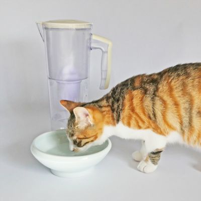 ネコさんの春おすすめグッズ：ペット用浄軟水器