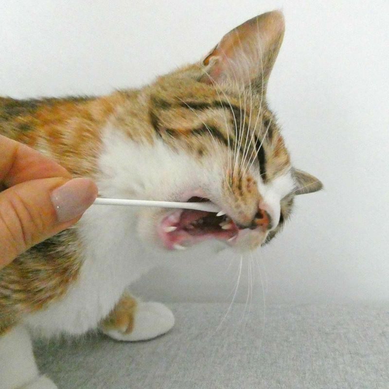 猫のおくちの健康をおうちで気軽にチェック！猫の口腔内の簡易検査キットおくちあーん