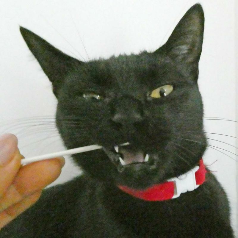 猫のおくちの健康をおうちで気軽にチェック！猫の口腔内の簡易検査キット
