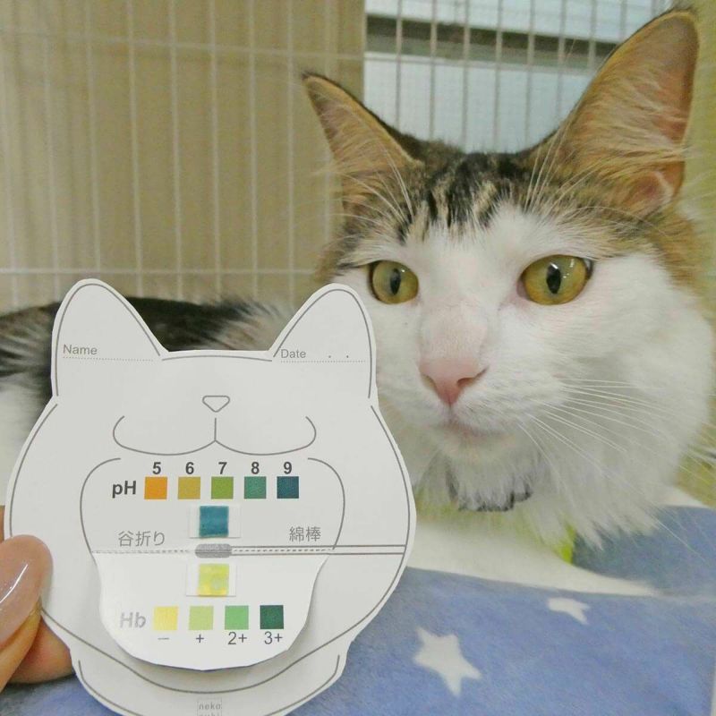 猫のおくちの健康をおうちで気軽にチェック！猫の口腔内の簡易検査キット