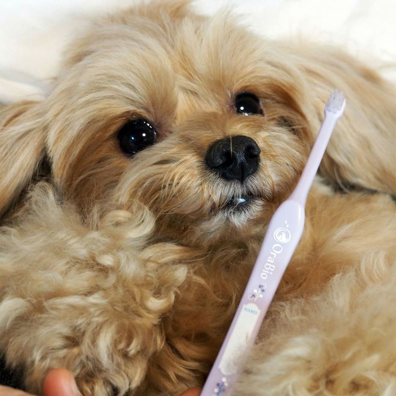 BYRON OraBio Brush オーラバイオブラシ ミニ ラベンダーセット ２本 犬猫用 歯ブラシ | nekozuki（ねこずき）猫用品の販売