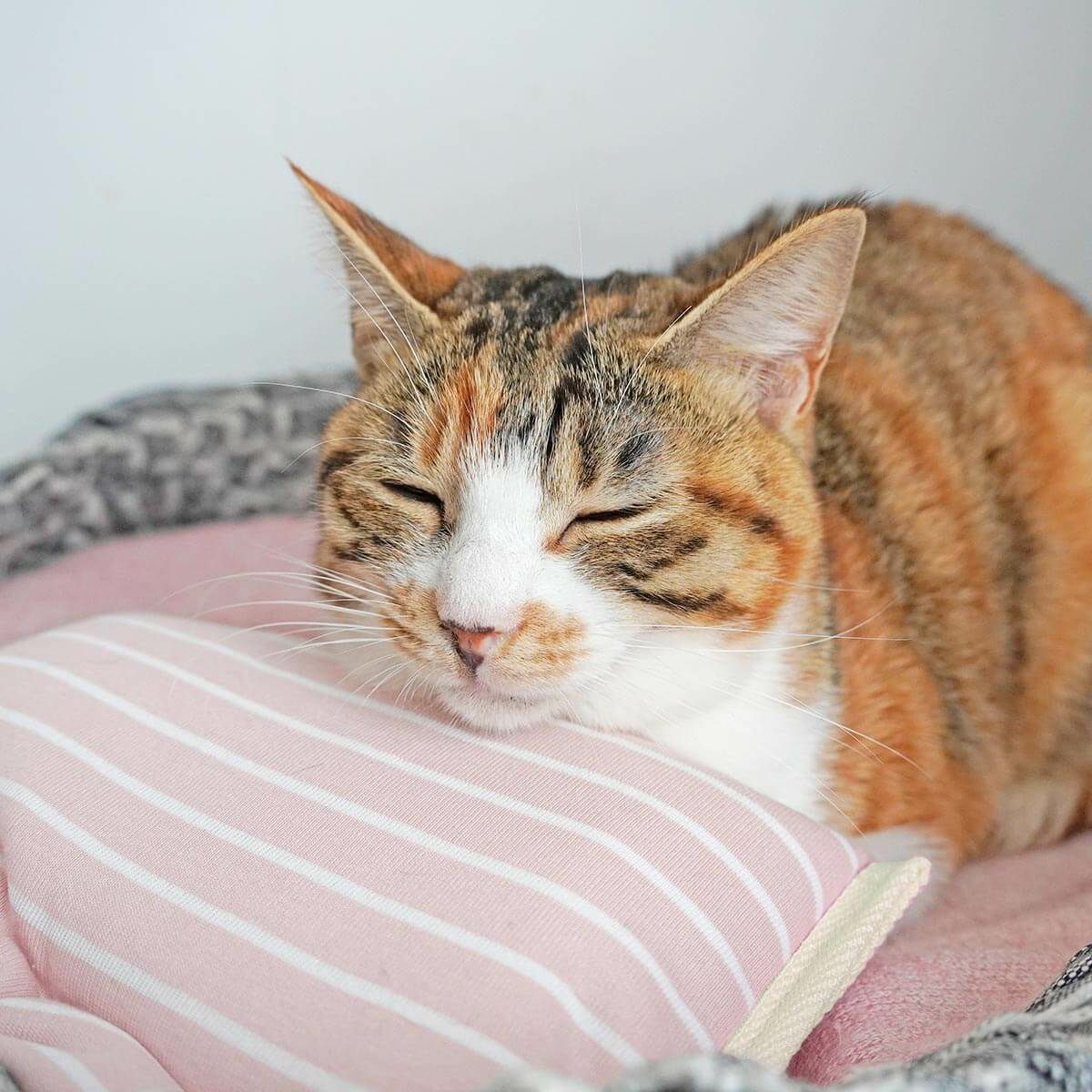 電気を使わない、あったか防寒グッズ。ぽかぽかマットPOCKET