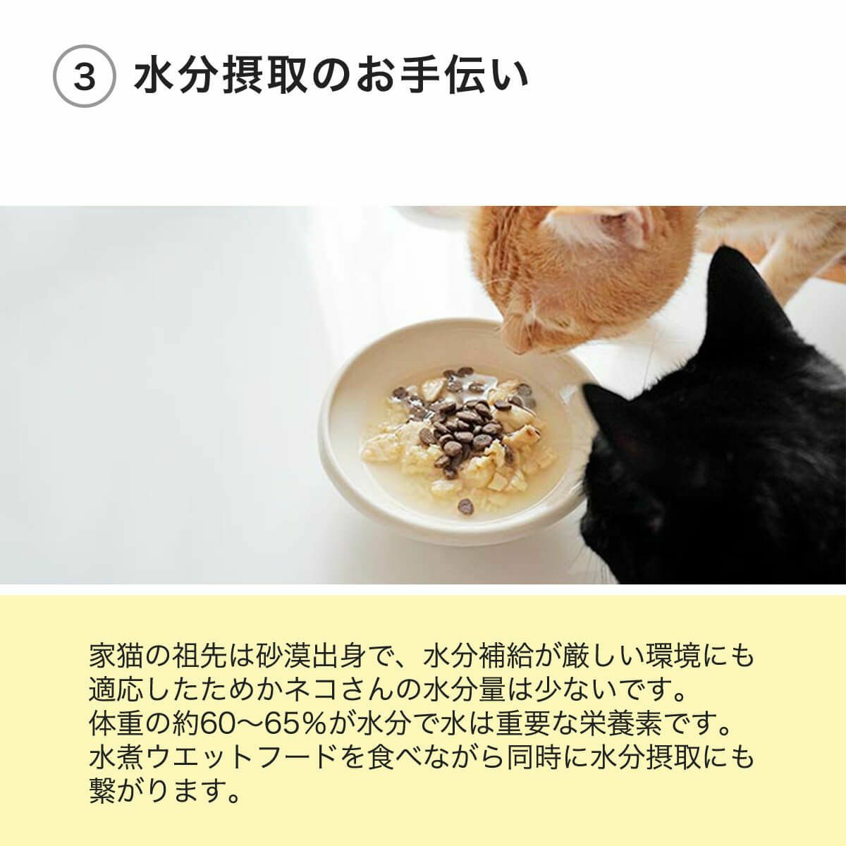 ねこずきのごはんで水分摂取のお手伝い