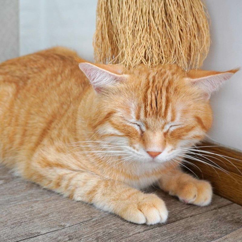 無農薬のホウキだからネコが舐めても安心。猫用ブラシなでねこ