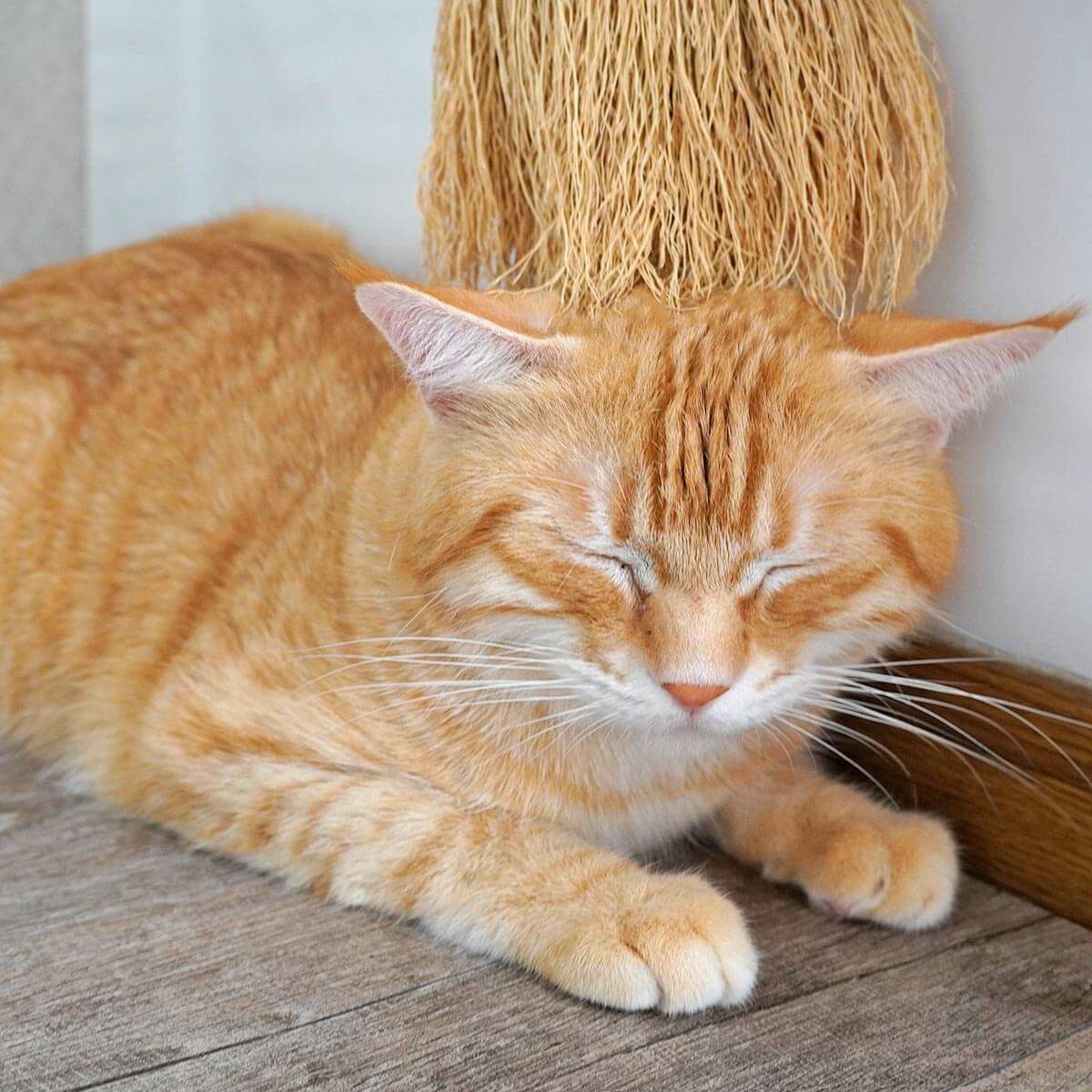 無農薬のホウキだからネコが舐めても安心。猫用ブラシなでねこ