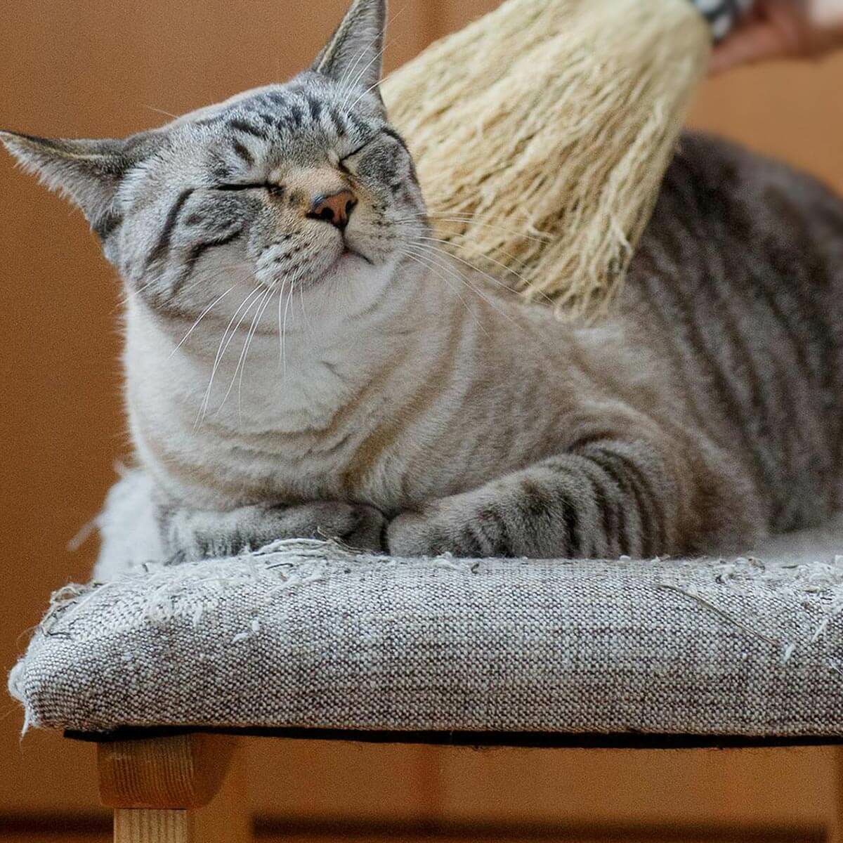 無農薬のホウキだからネコが舐めても安心。猫用ブラシなでねこ