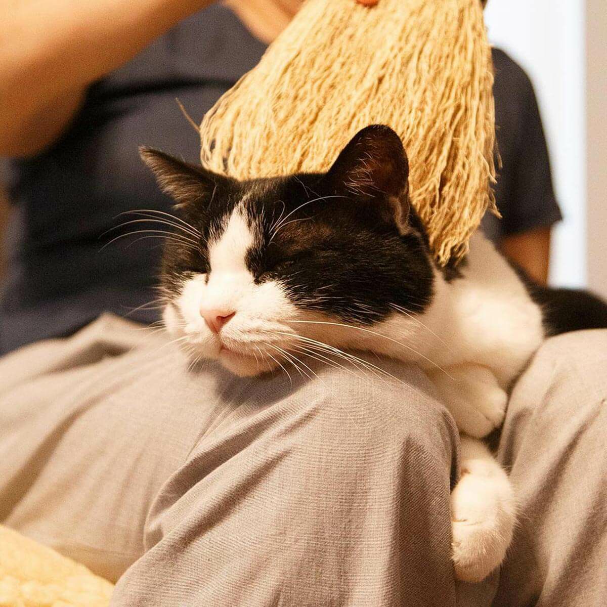 無農薬のホウキだからネコが舐めても安心。猫用ブラシなでねこ