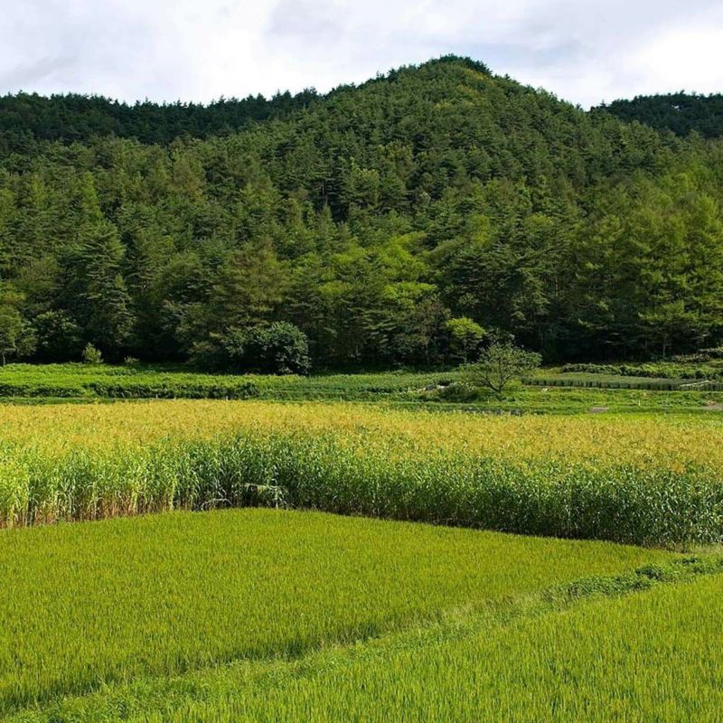 無農薬のホウキだからネコが舐めても安心。猫用ブラシなでねこ