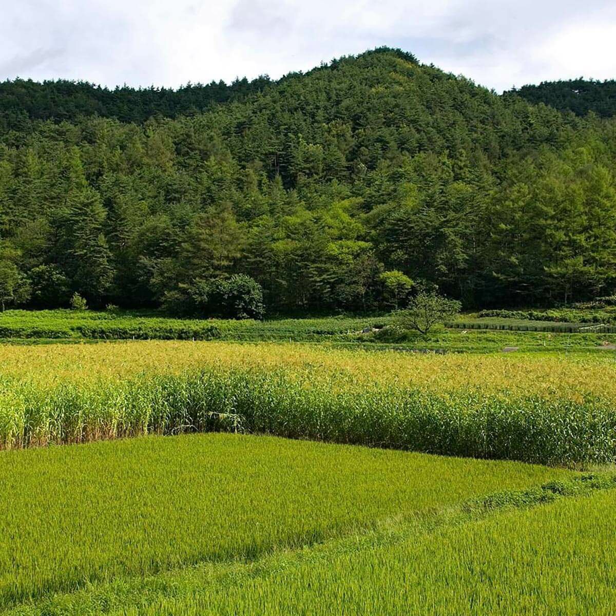 無農薬のホウキだからネコが舐めても安心。猫用ブラシなでねこ