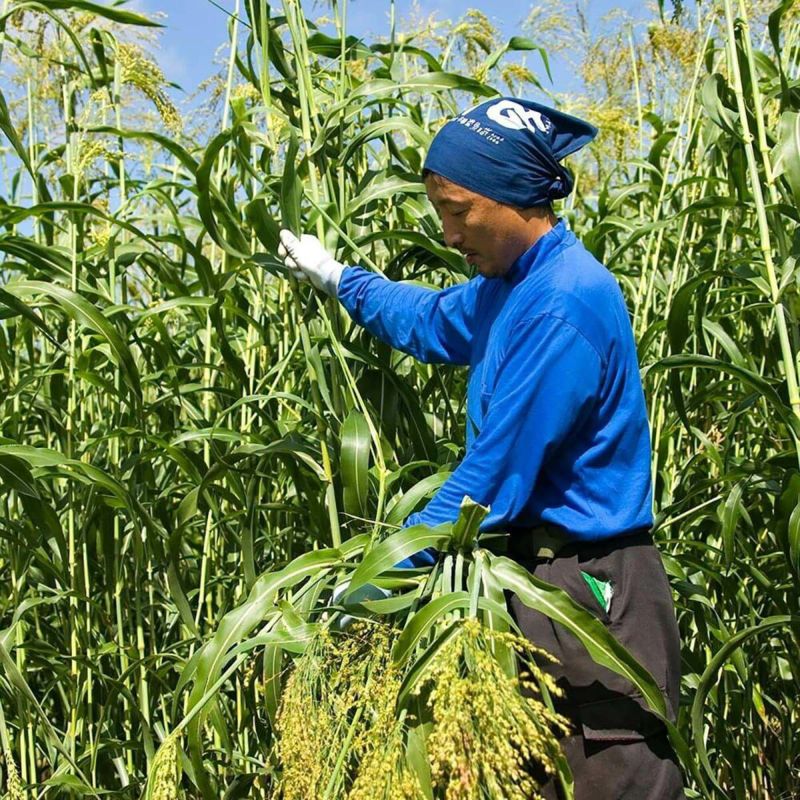 無農薬のホウキだからネコが舐めても安心。猫用ブラシなでねこ