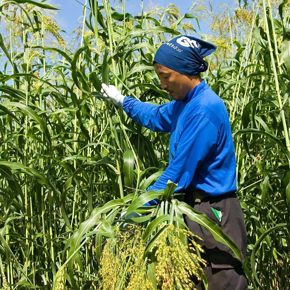 無農薬のホウキだからネコが舐めても安心。猫用ブラシなでねこ