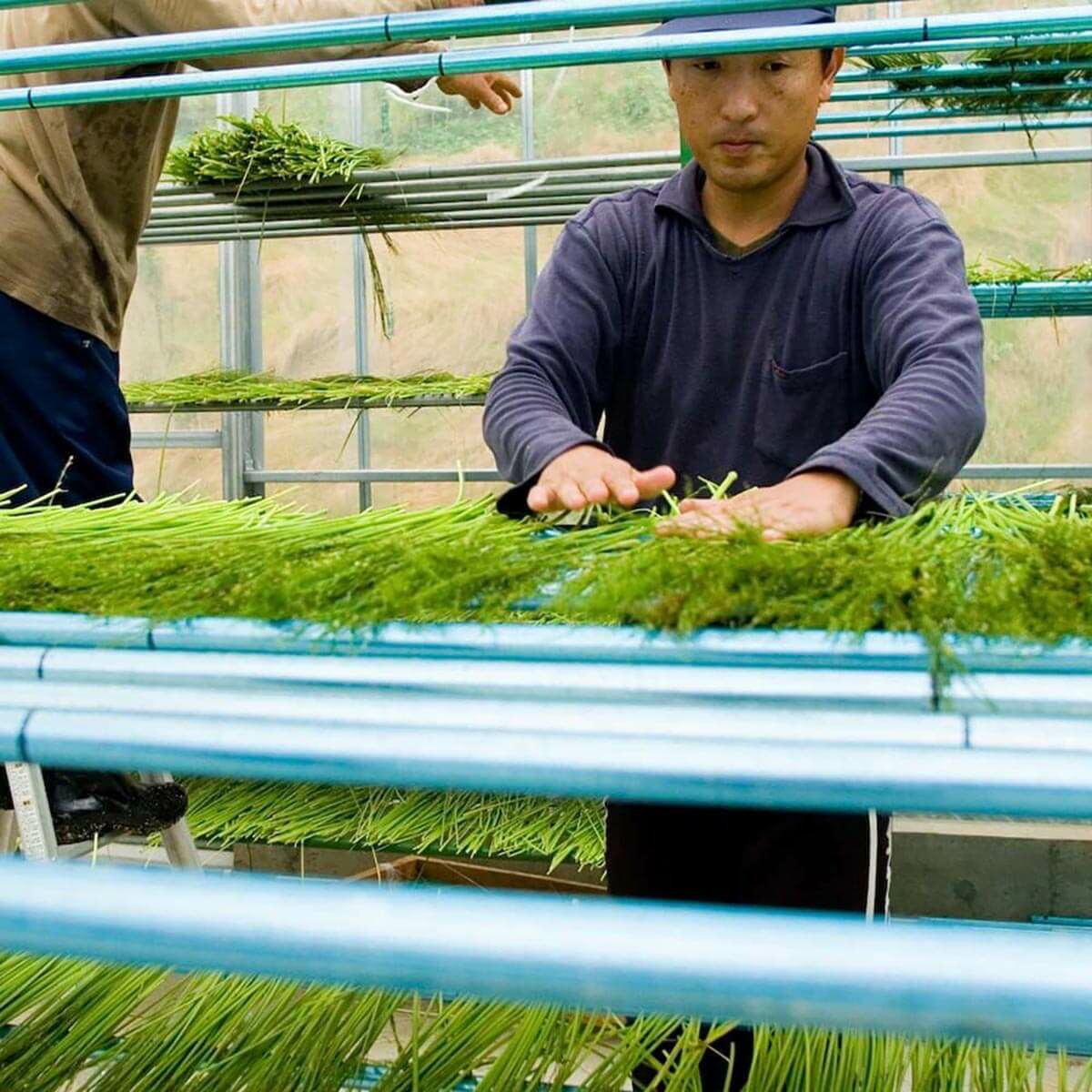 無農薬のホウキだからネコが舐めても安心。猫用ブラシなでねこ