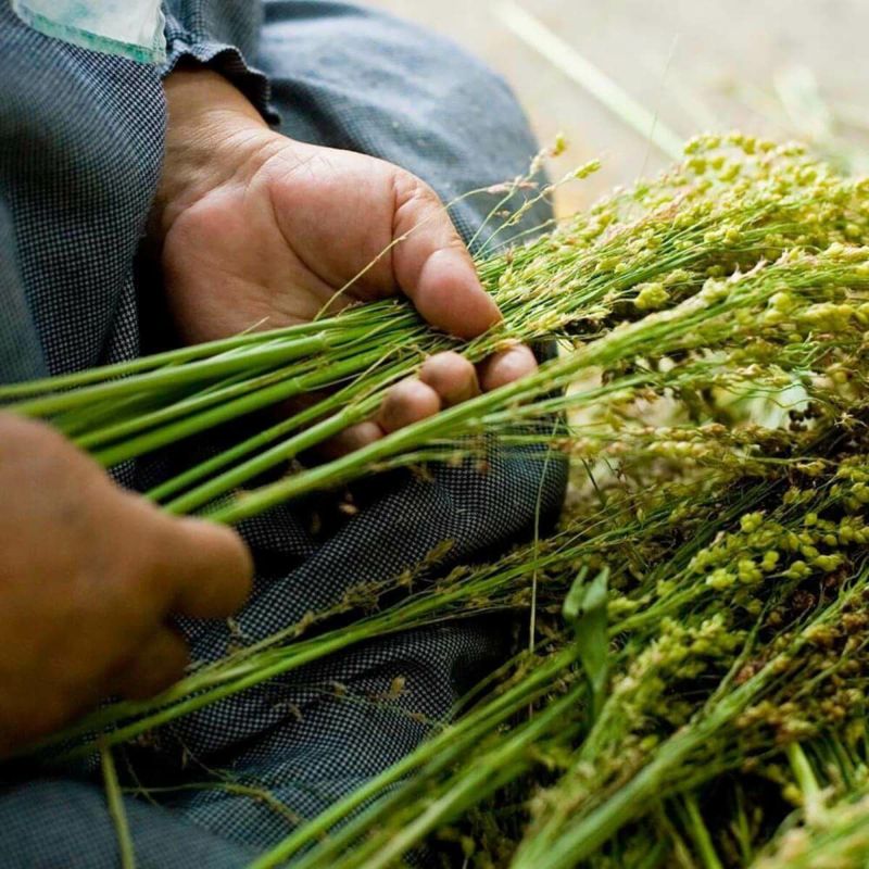 無農薬のホウキだからネコが舐めても安心。猫用ブラシなでねこ