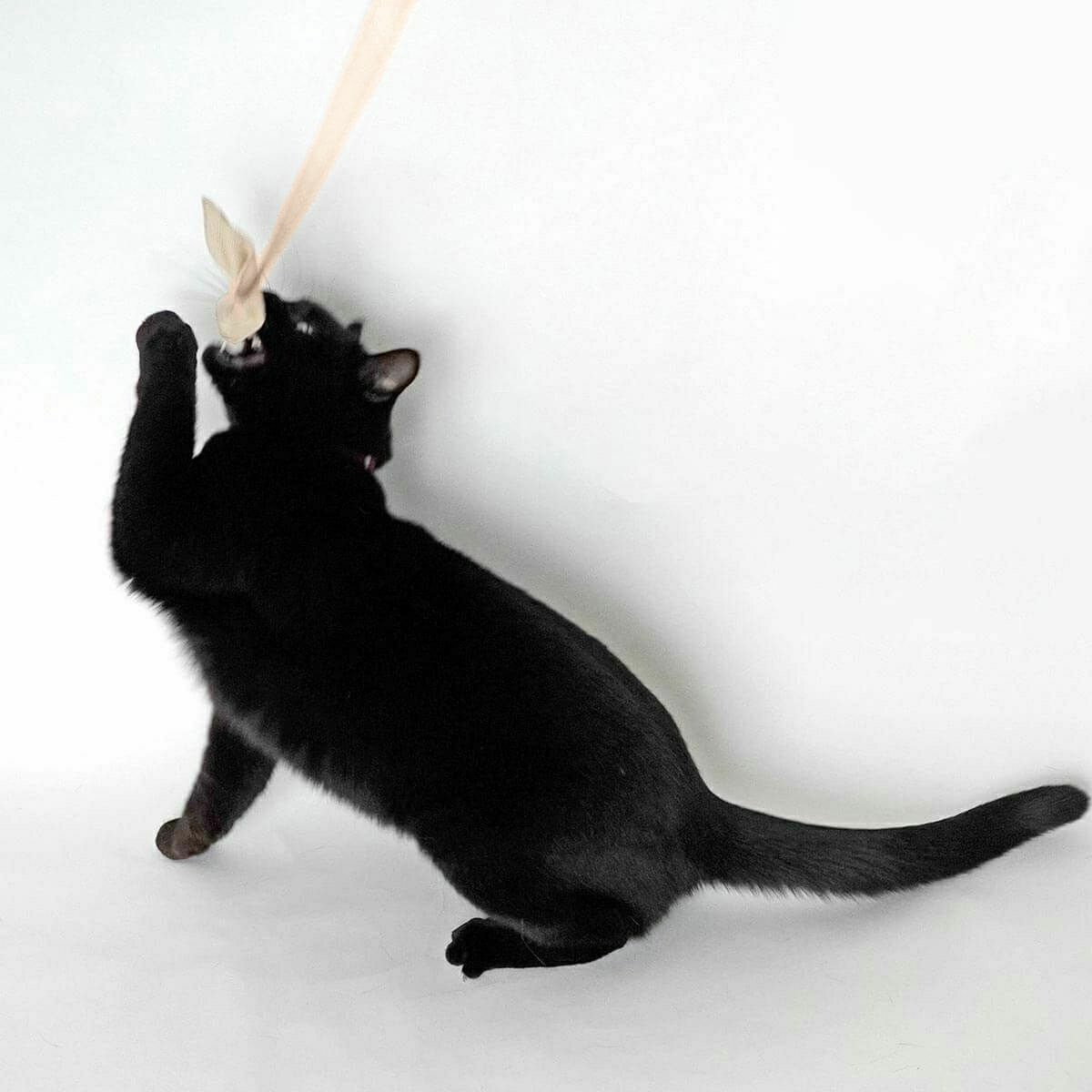 竹のしなりがネコの狩猟本能を刺激。猫用おもちゃたのしんぼう＋